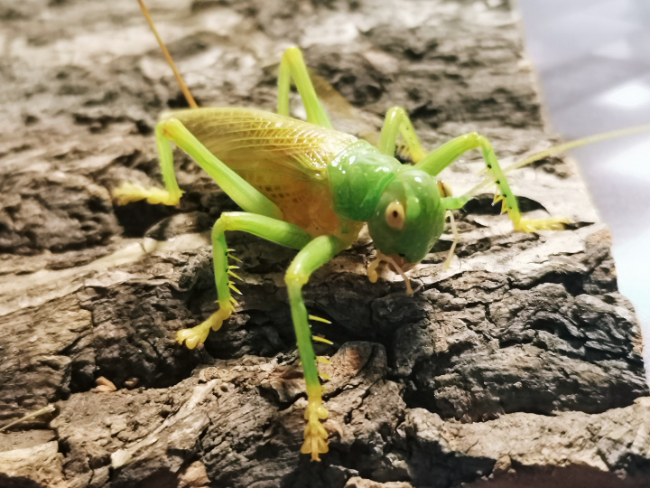 未知优蟋螽吃蝗虫