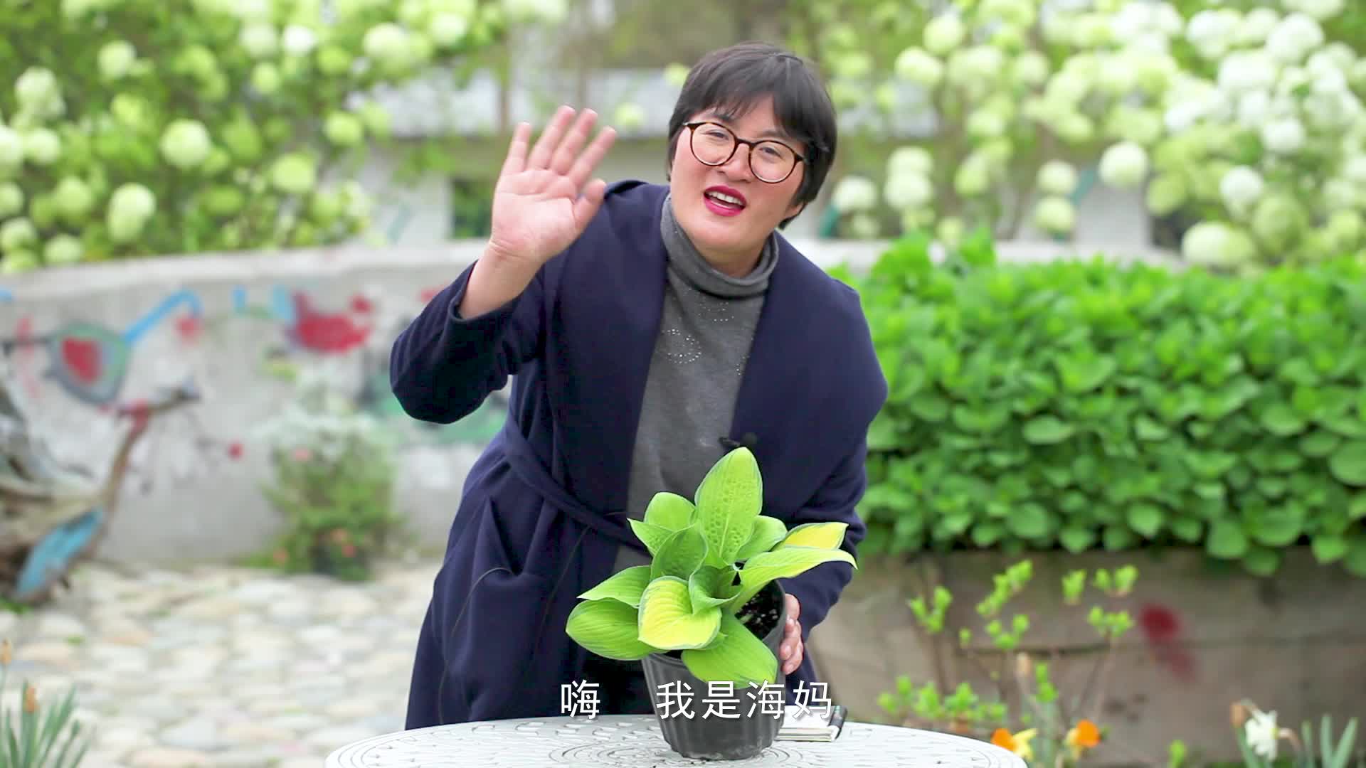 海妈植物推荐 | 玉簪金色沙滩,每一片叶子颜色都不一样,蓝金组合配水纹脉络~还不快浪起来~哔哩哔哩bilibili