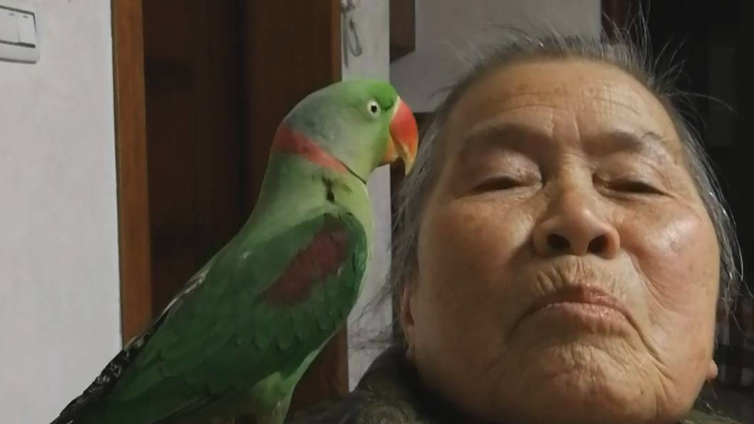 【鹦鹉】奶奶家的鹦鹉,不亲近我_(:3」∠72)__哔哩哔哩 (゜-゜)つロ