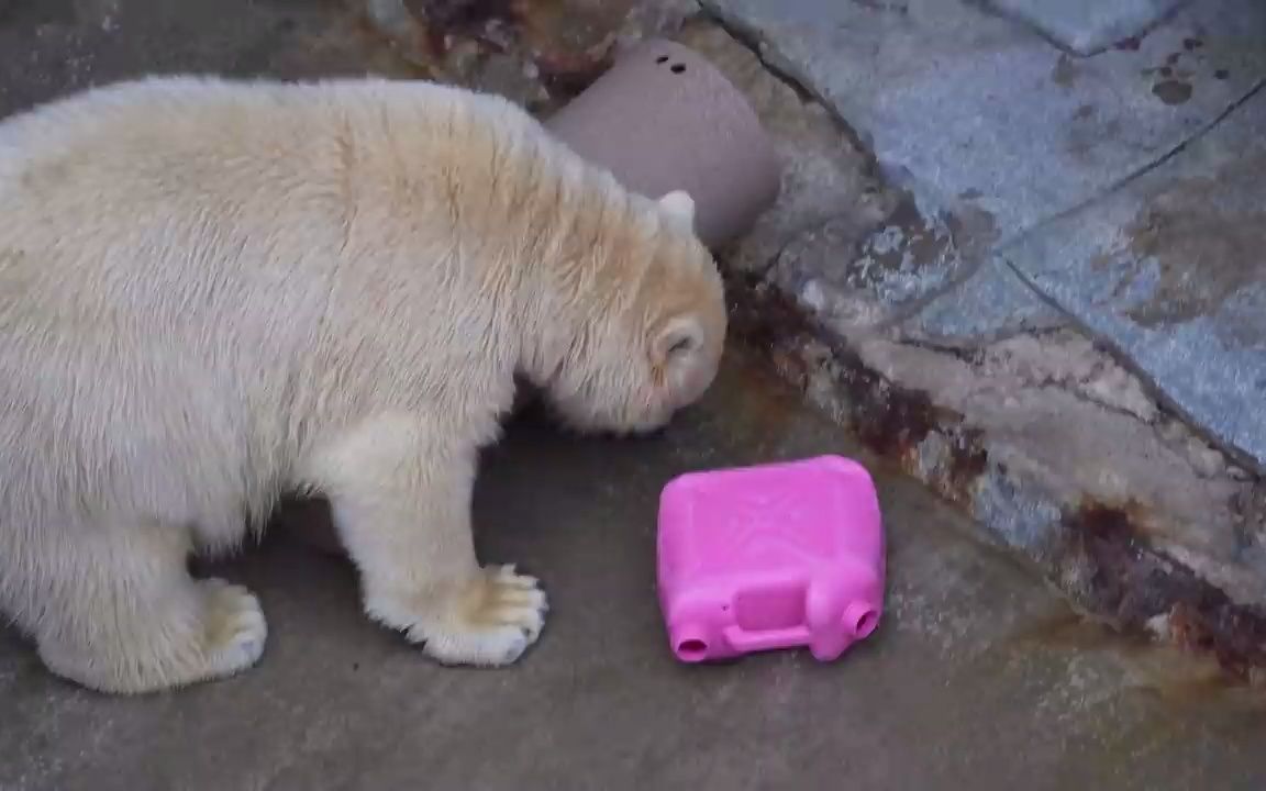 【白熊】小北极熊和麻麻一起吃鸡肉