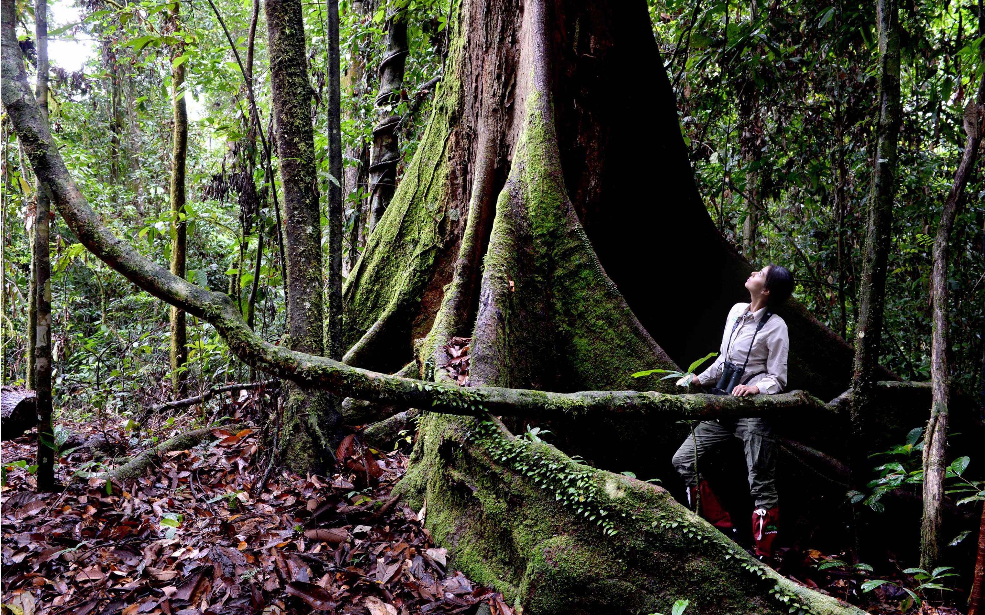 一眼千年,一眼触景,华美的婆罗洲原始雨林!