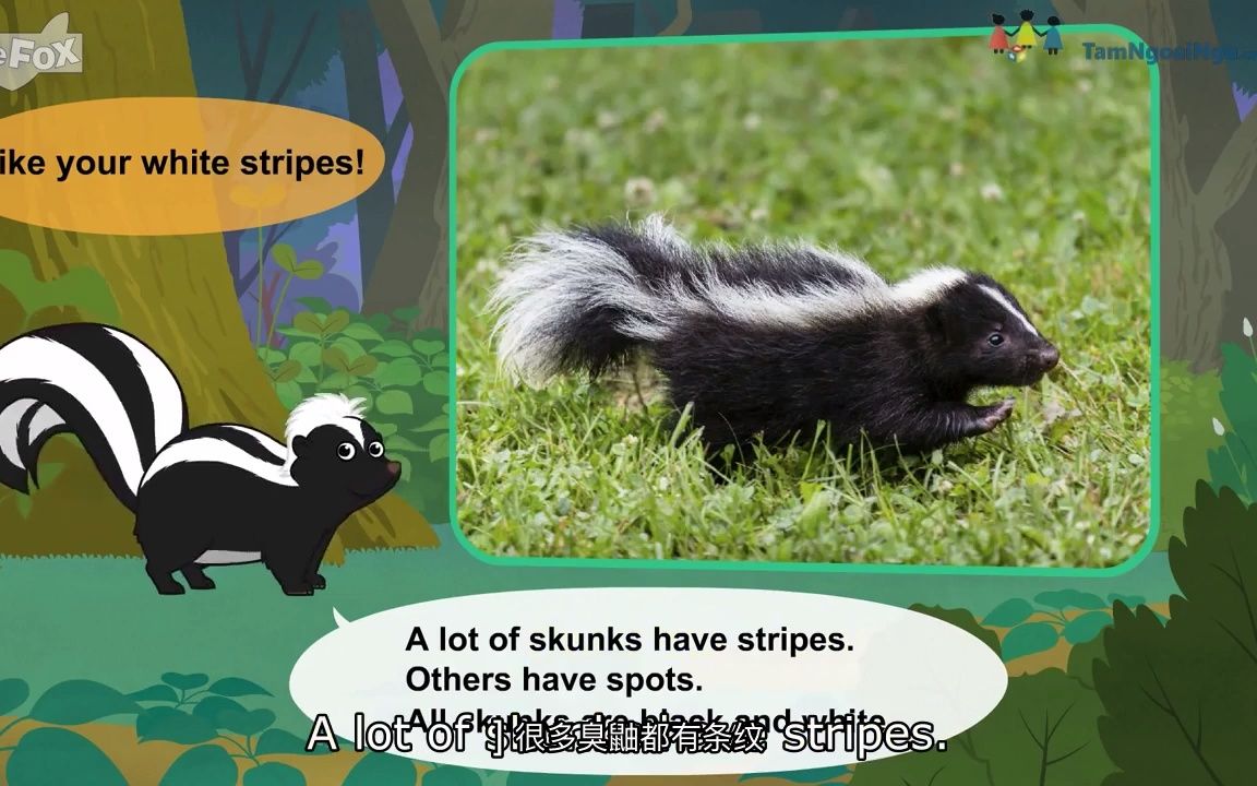 认识动物:臭鼬Meet the Animals Skunk哔哩哔哩bilibili