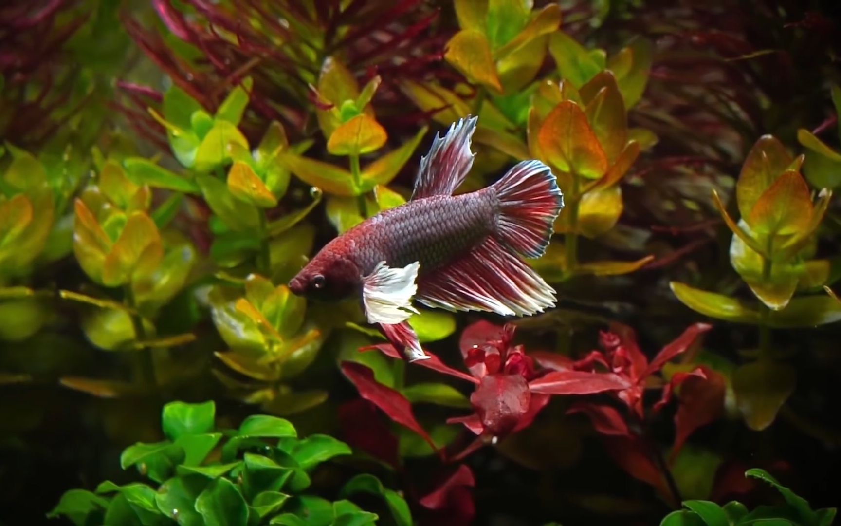 30方 斗鱼 草缸欣赏