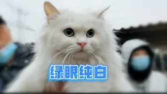 下载视频: 绿眼纯白长毛猫你们见过吗？由于疫情宠物市场猫是真少啊！