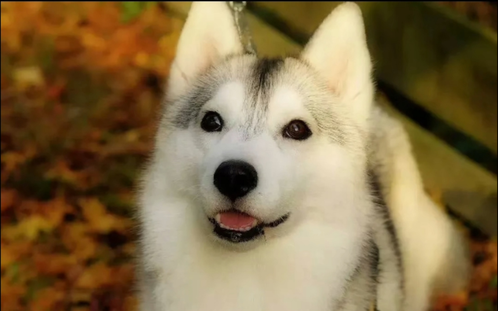 陪小动物过夏天—阿拉斯加