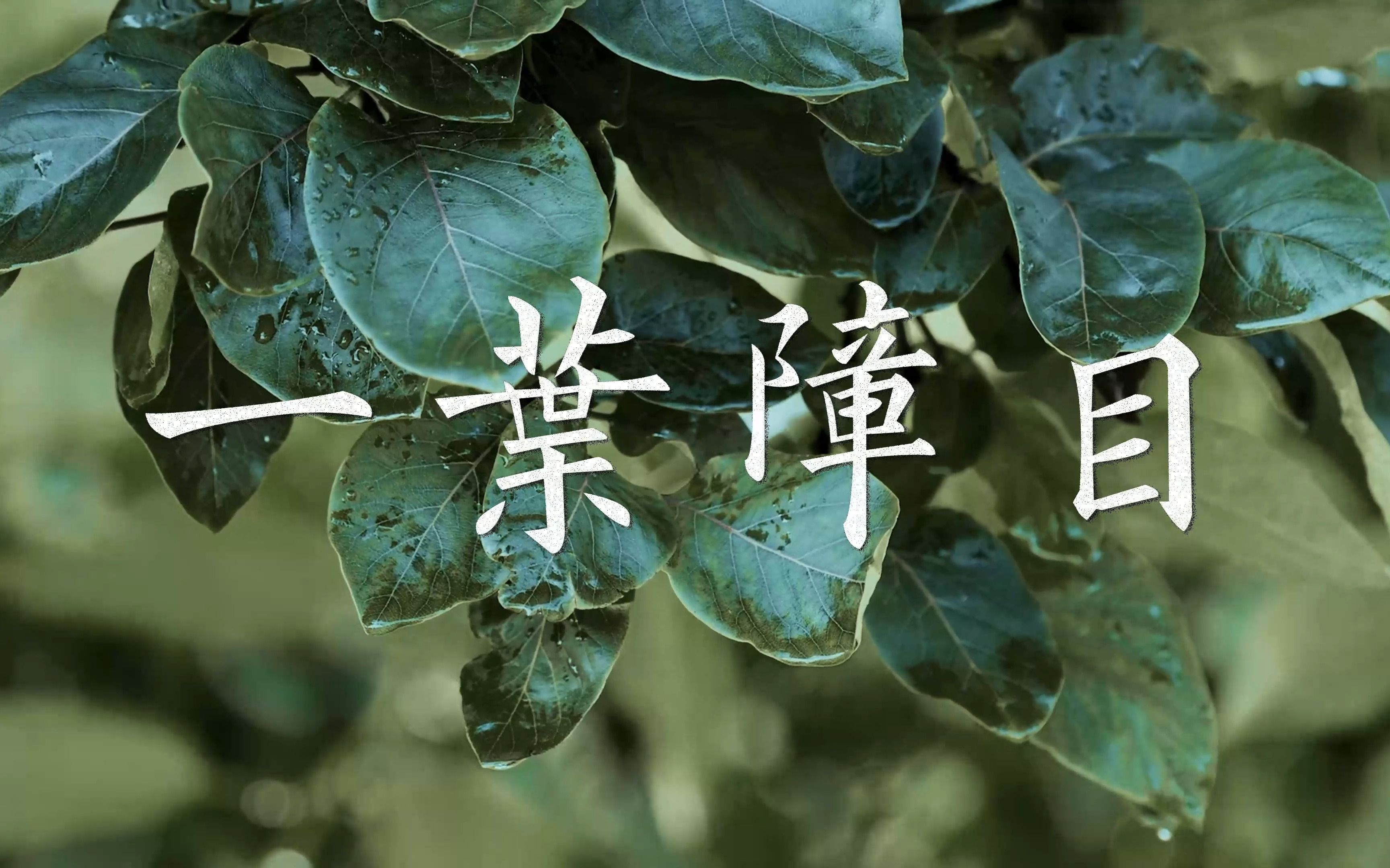 江苏南京蓝天使《国学故事之一叶障目不见泰山》