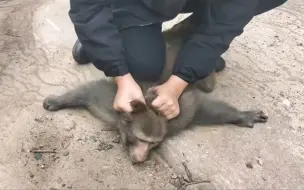 下载视频: 南京网红流浪猴团伙成员之一被抓！南京大姨：搞死好多只猫