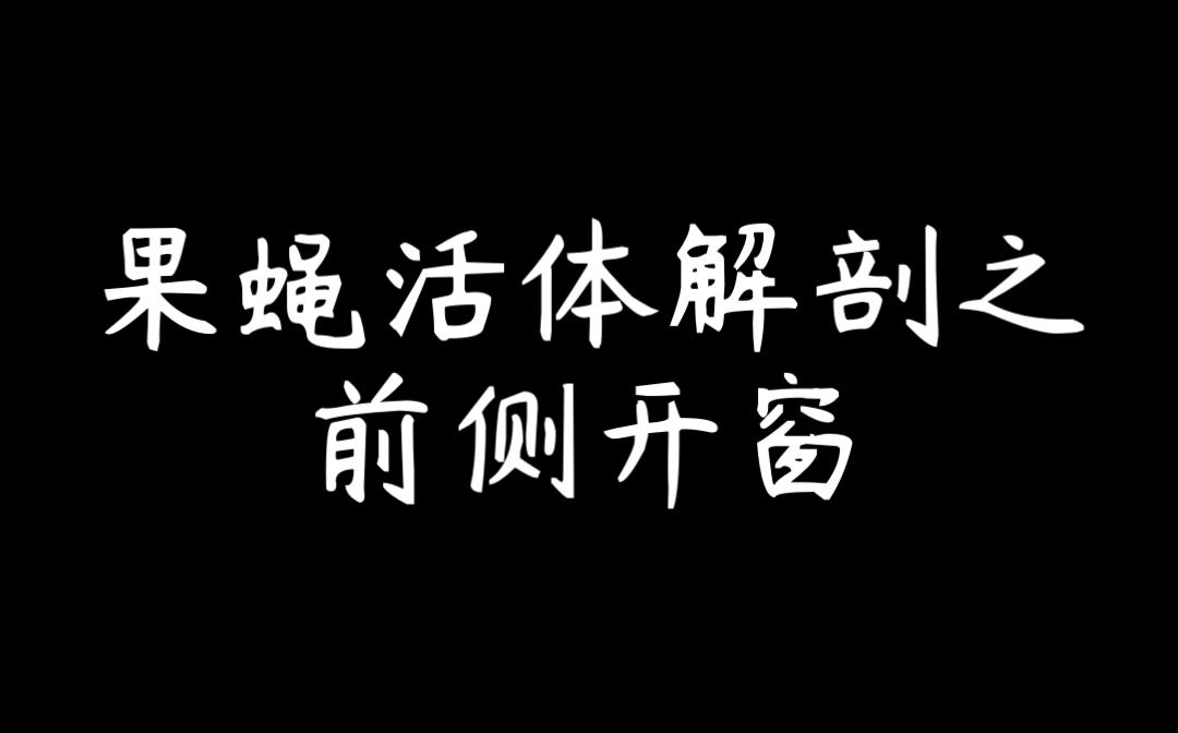 果蝇活体解剖——前侧开窗哔哩哔哩bilibili