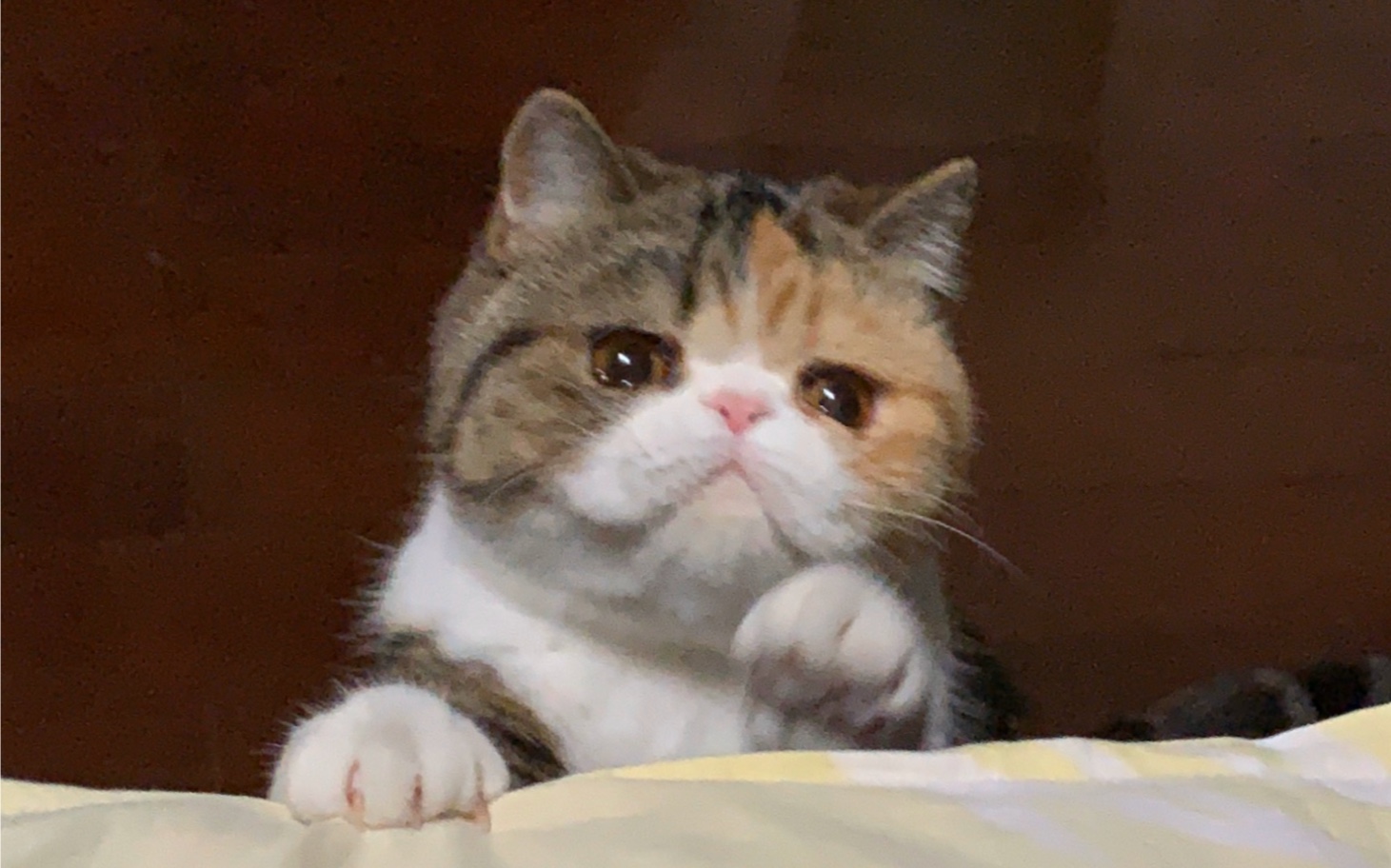 【加菲猫】小宝说:我太难了