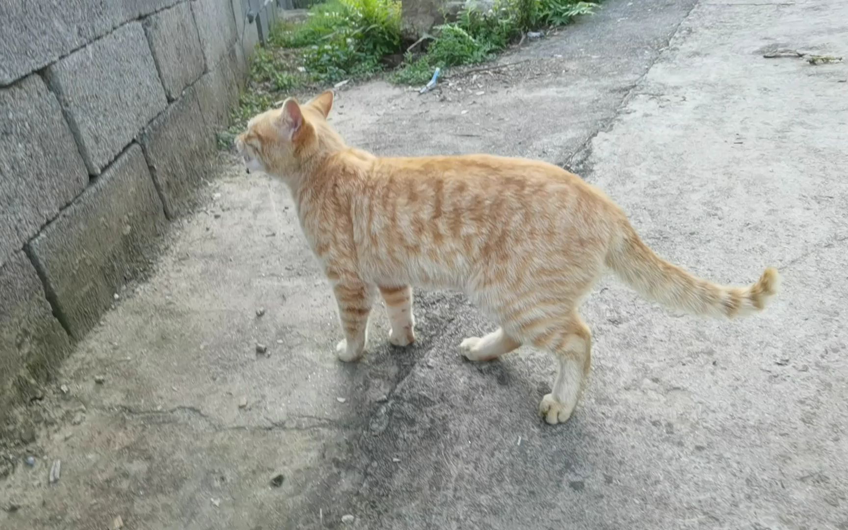 活动作品黄狸猫自由自在无忧无虑到处跑来跑去