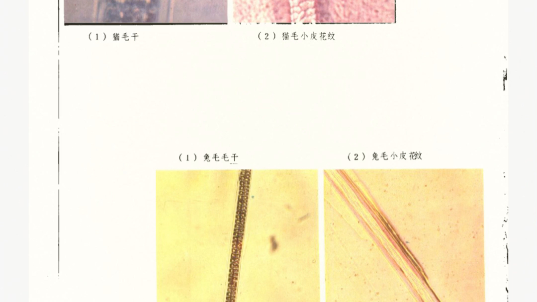 [图]老法医学图谱