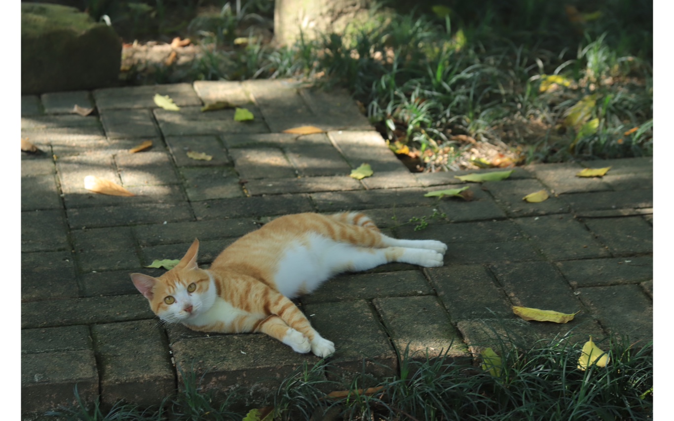 [图]植物园的猫