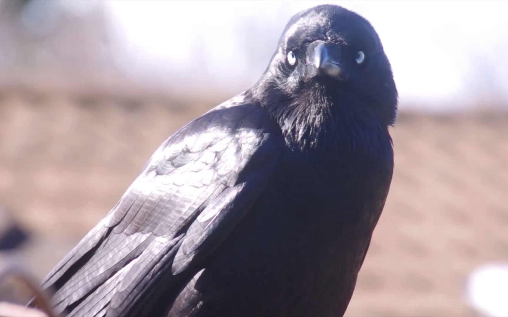 【搬运】近距离澳洲渡鸦-羽毛观察(2021.07.03)