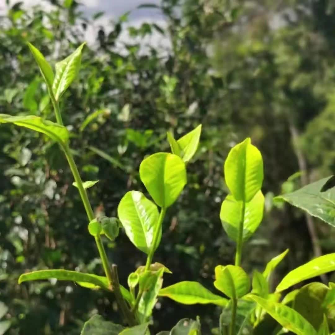 【31元券】2022年头春 犀牛塘古树50g每500g7584