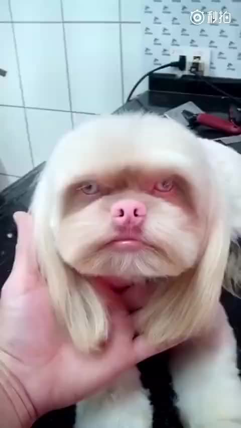 长得像人的狗,一般都很丑