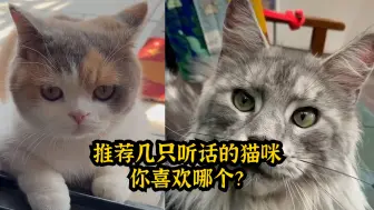 Download Video: 推荐几只听话的猫咪，你喜欢哪个？