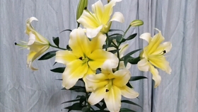 Ot百合 科尔科瓦 超级漂亮的金黄色百合花 哔哩哔哩 つロ干杯 Bilibili