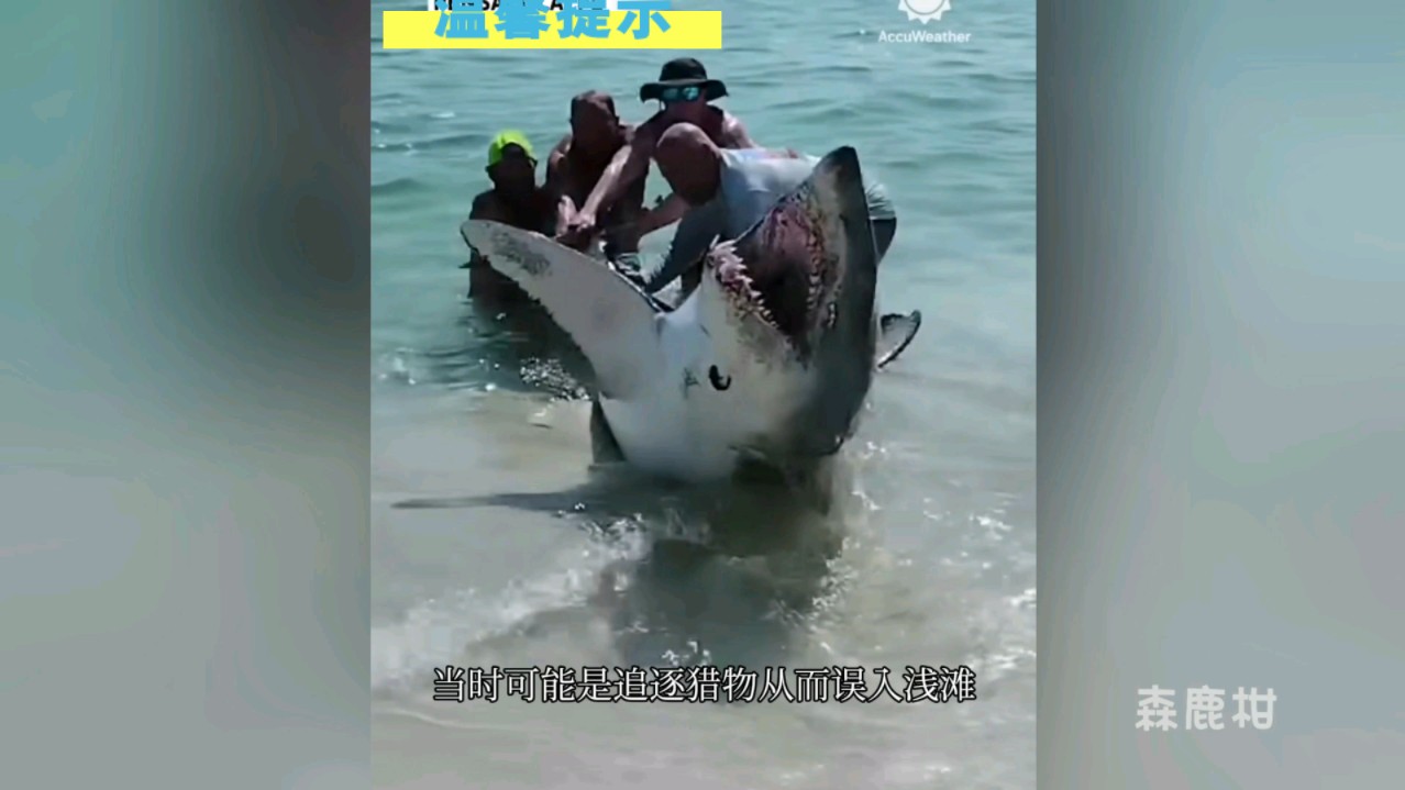 海边捡到一条鲨鱼