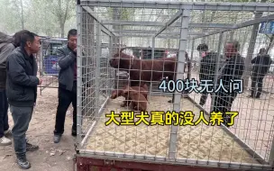 Download Video: 大型犬禁养后，曾经的辉煌如今无人问津，400块没人养