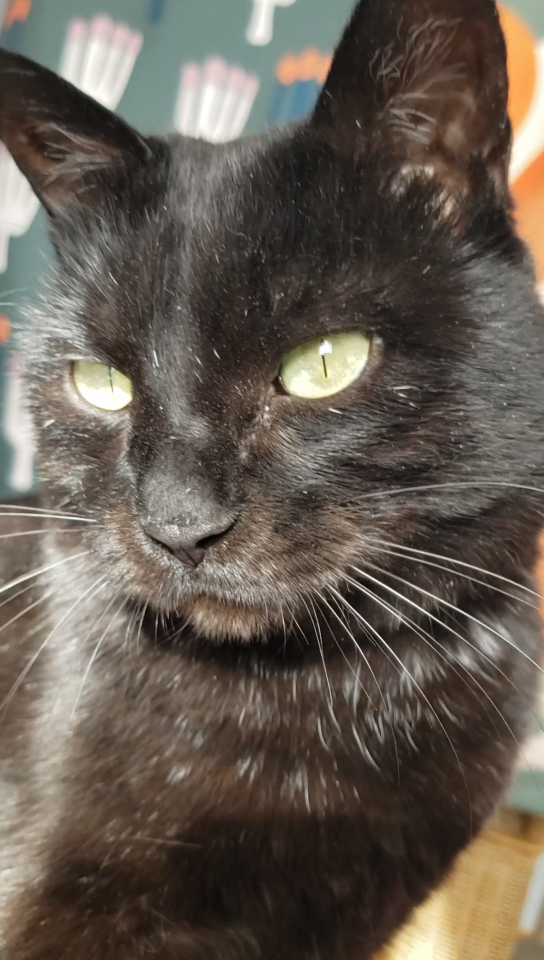 你们家的猫咪瞳孔也会缩到一根针一样细吗?_哔哩哔哩_bilibili