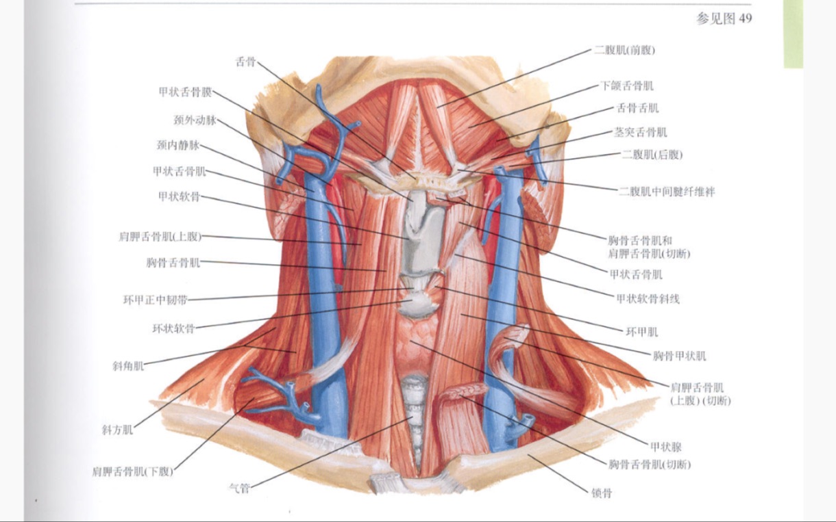 项部解剖结构图解图片