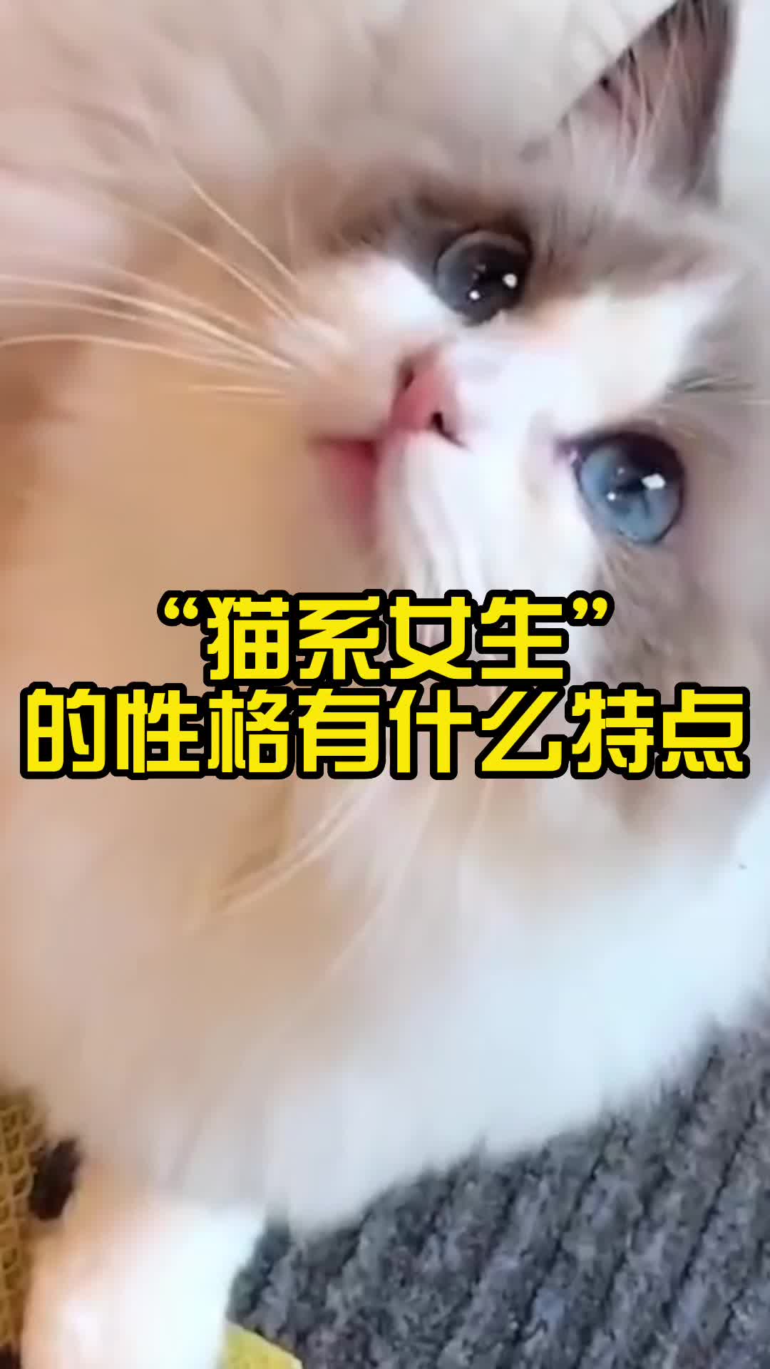 “猫系女生”的性格有什么特点哔哩哔哩bilibili