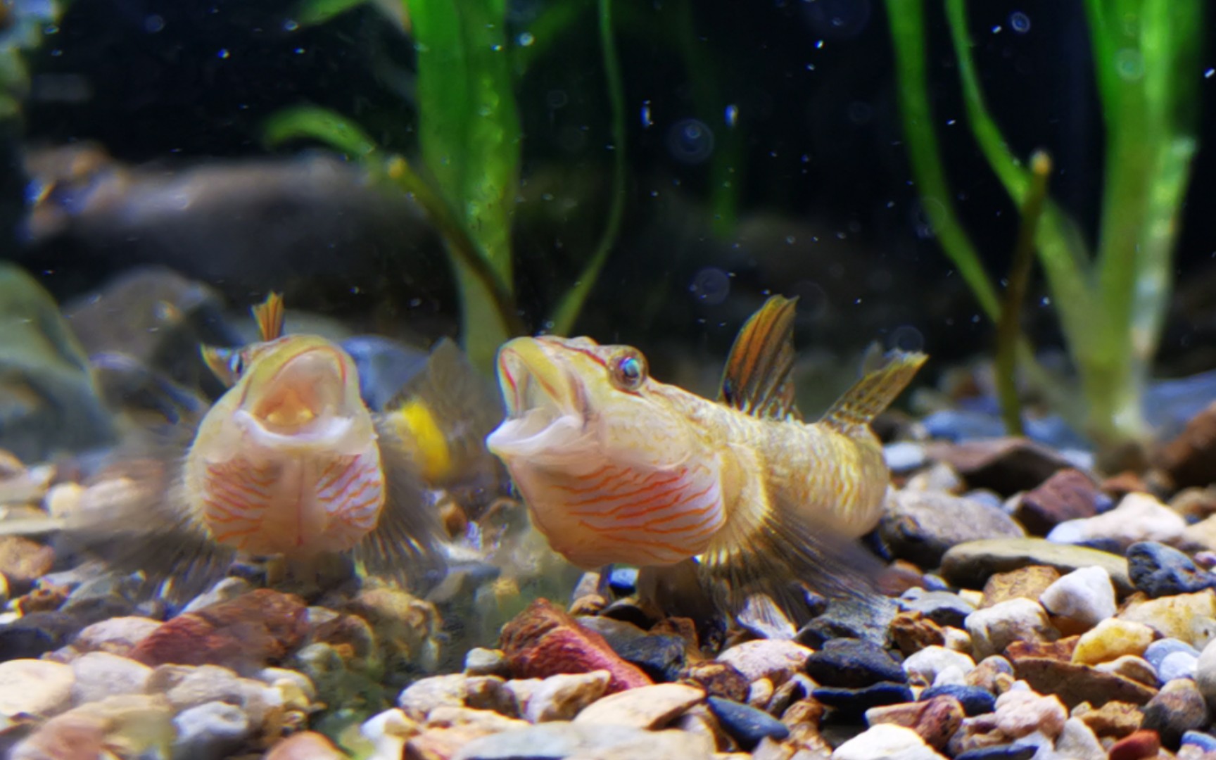 【原生缸记录】李氏虾虎