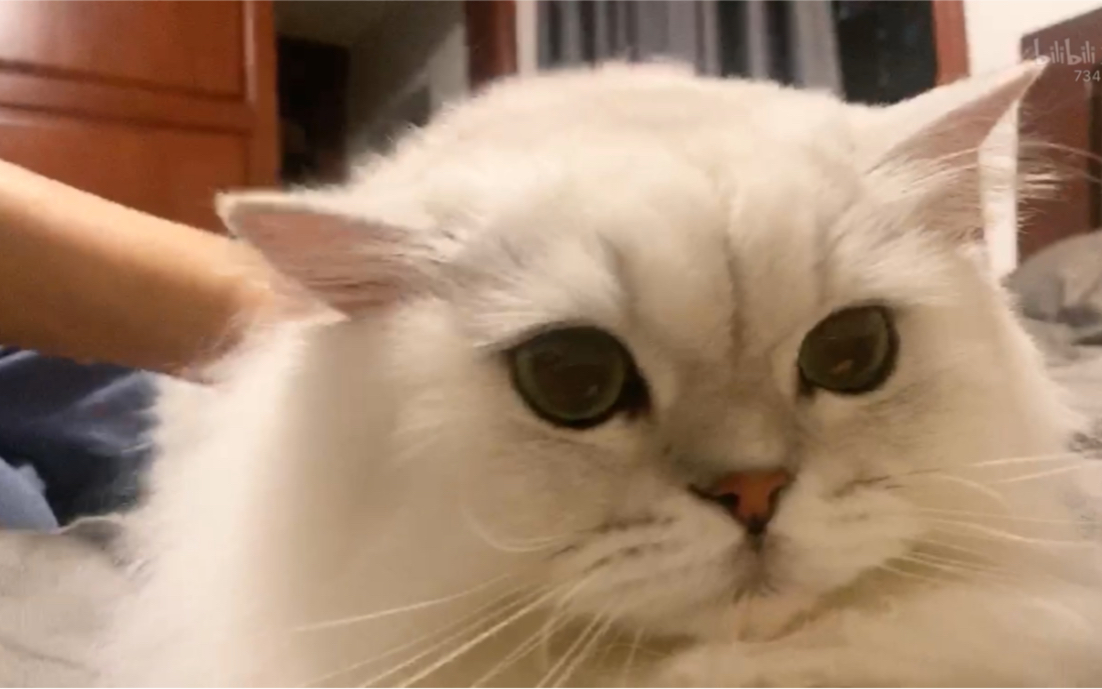 花少北1010直播镜头前自闭的米子哥