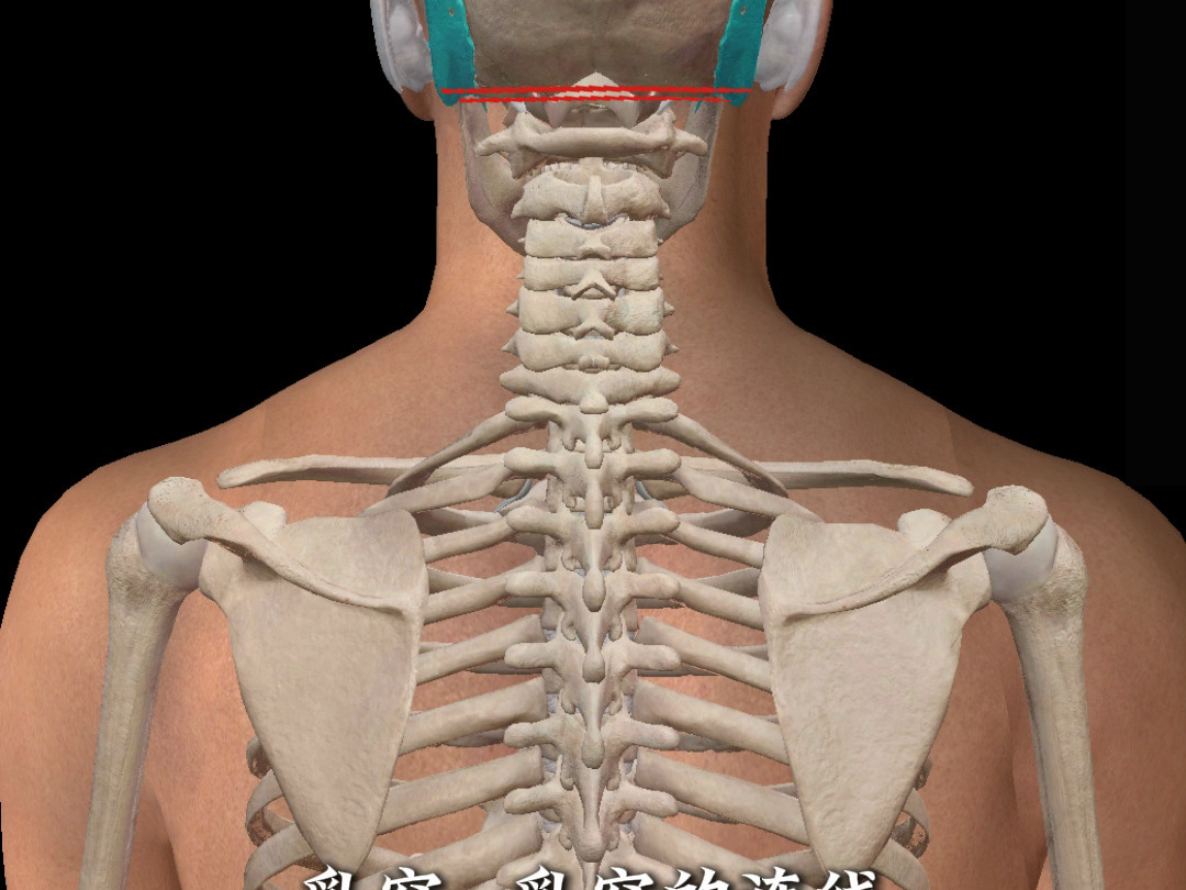头颈部 骨性标志摸骨技巧 耳后乳突 枕外隆突 棘突哔哩哔哩bilibili