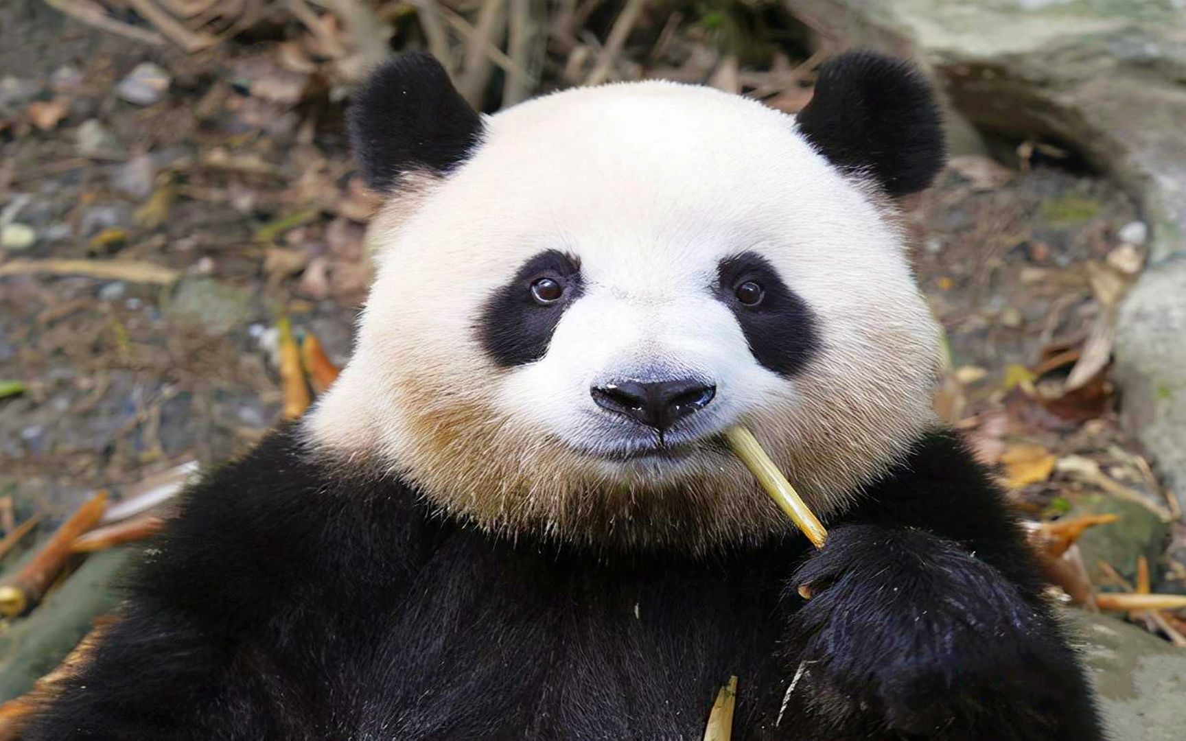 食铁兽壁纸图片