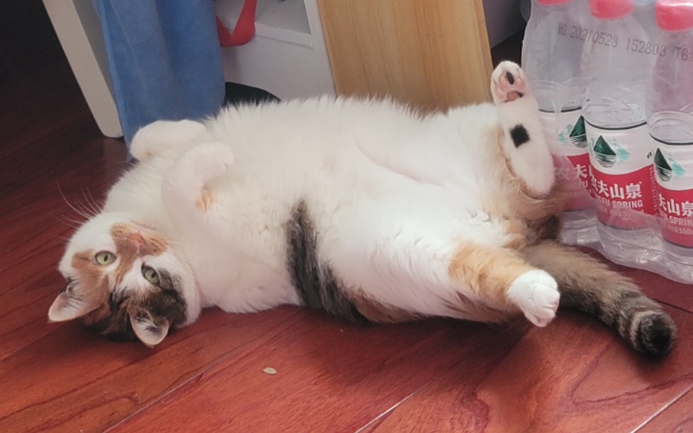 小猫咪躺好了 快来rua