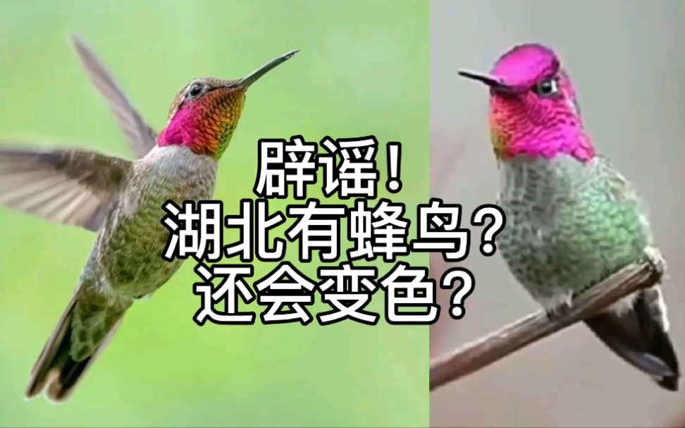 [图]辟谣，湖北有蜂鸟？还会变色？