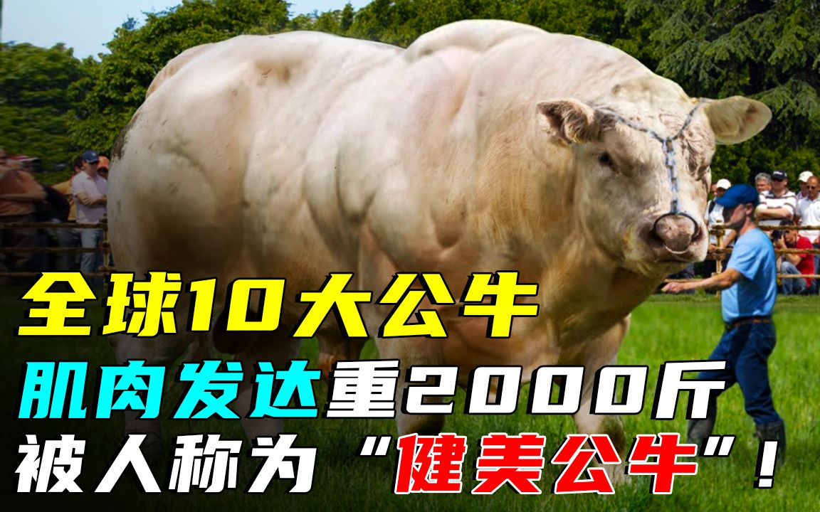 盘点10种最强壮的公牛,肌肉发达体重2000斤,堪称“健美公牛”!哔哩哔哩bilibili