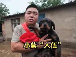 Download Video: 黑豹的小狗崽又被选中了，上一条当警犬，这一条当军犬，双喜临门