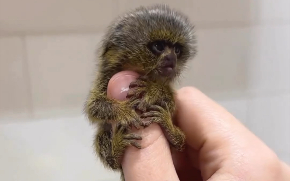 拇指大小的狨猴是奇迹