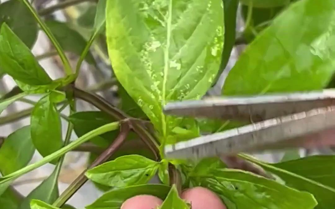 九层塔(荆芥)开花怎么剪,香草种植