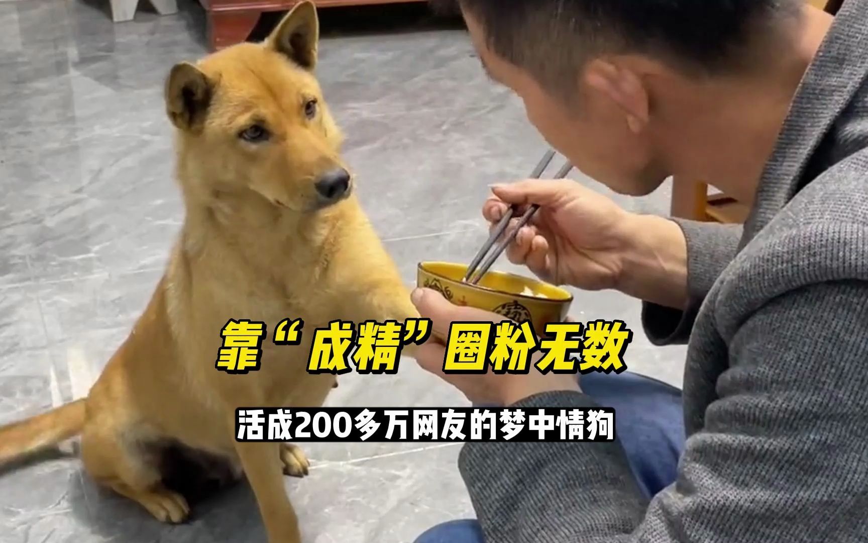 [图]田园犬大黄，靠“成精”圈粉无数，活成了200多万网友的梦中情狗