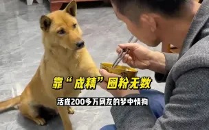 Download Video: 田园犬大黄，靠“成精”圈粉无数，活成了200多万网友的梦中情狗