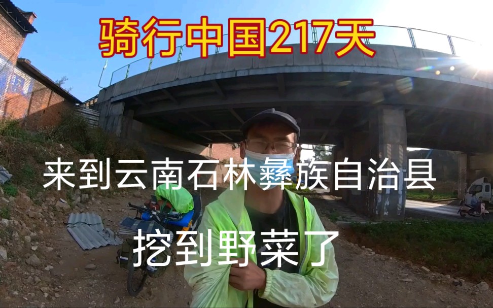 骑行中国217天,来到云南石林彝族自治县,运气不错,挖到野菜了哔哩哔哩bilibili