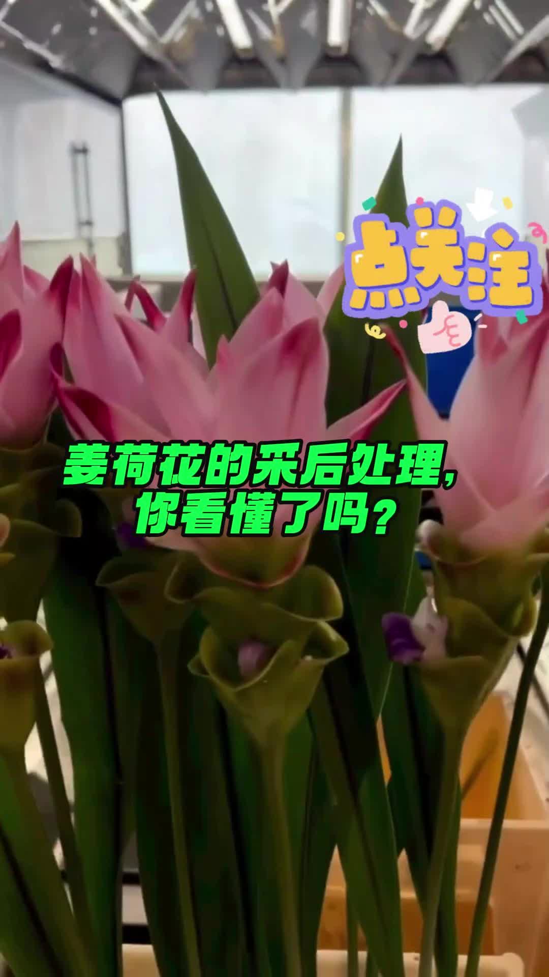 姜荷花的采后处理,你看懂了吗?哔哩哔哩bilibili