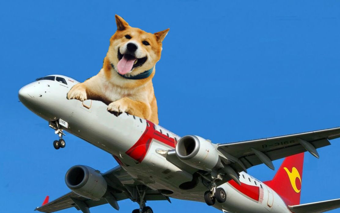 柴犬头顶飞机情侣图片图片