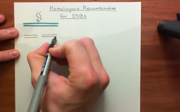 【DNA双链断裂|同源重组修复】Homologous Recombination for Double Strand Breaks Part 1哔哩哔哩bilibili