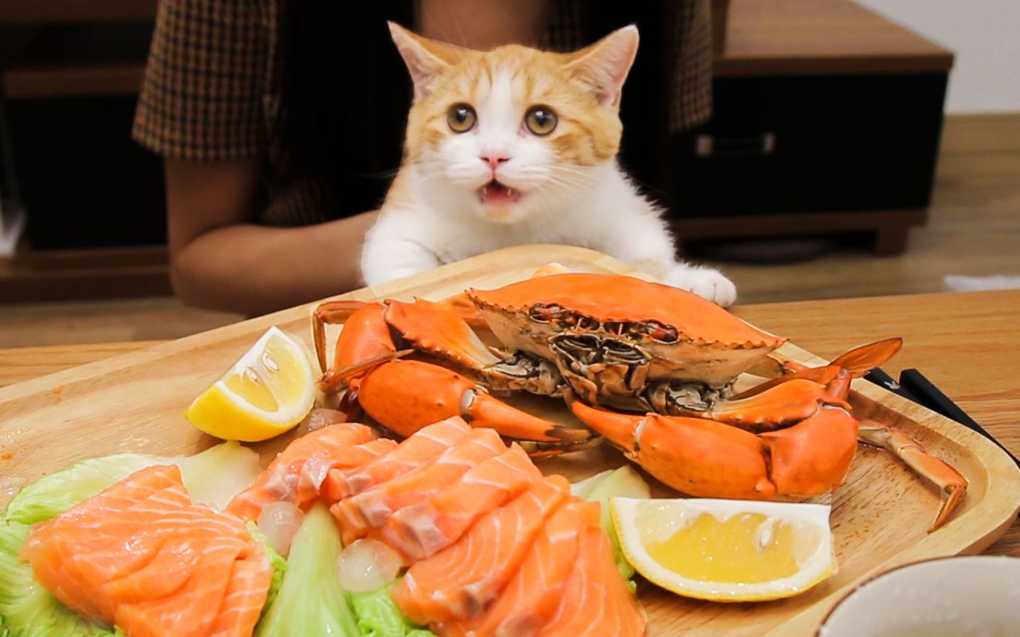 up主:花花与三猫catlive  #bilibili#铲屎官和猫.