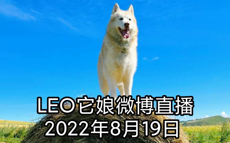 LEO它娘的微博直播2022年8月19日 11:55哔哩哔哩bilibili