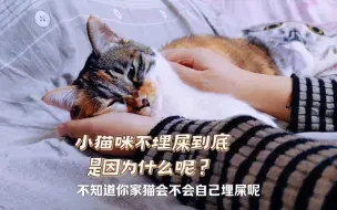 Download Video: 小猫咪不埋屎到底是因为什么？