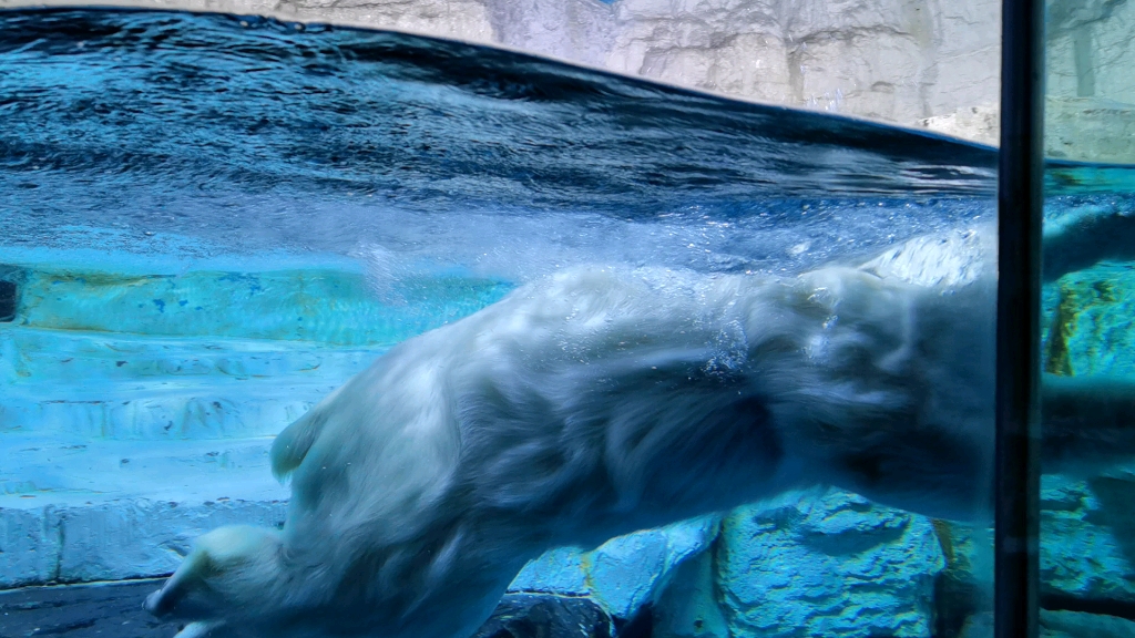 大连极地海洋馆北极熊