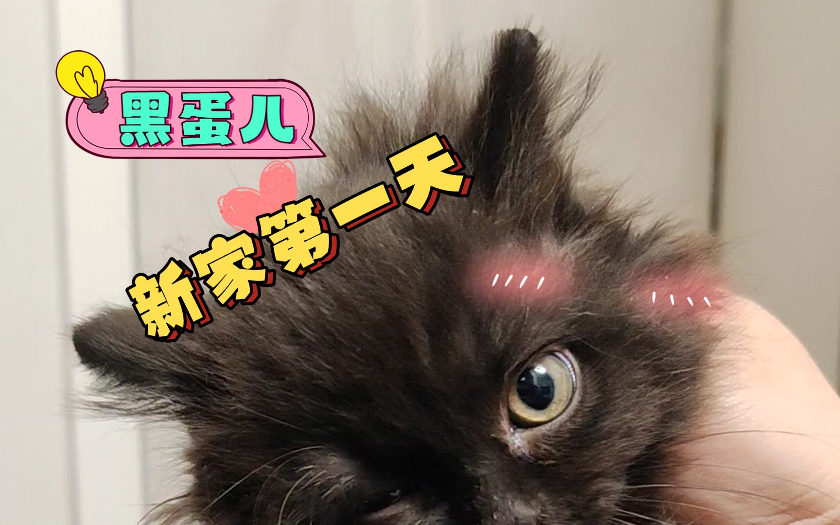 【黑蛋儿】第一天