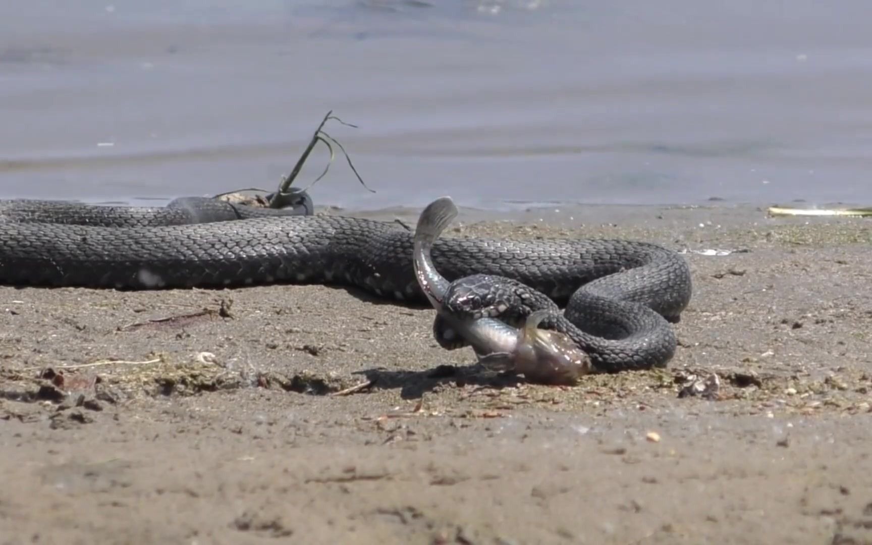 饥不择食,蛇捕食活鱼