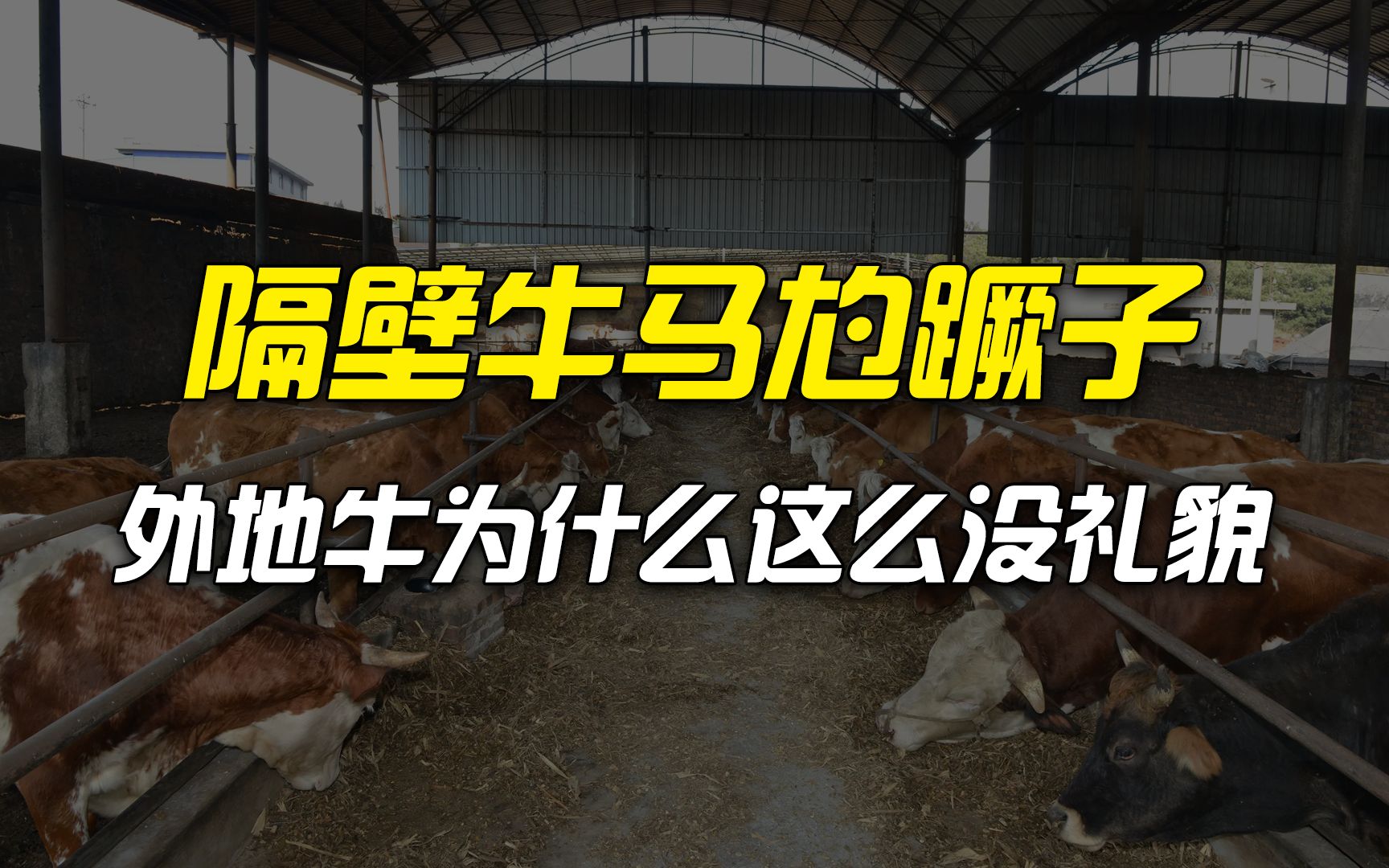 隔壁村牛马集体尥蹶子躺平,外地为什么胆子这么大哔哩哔哩bilibili