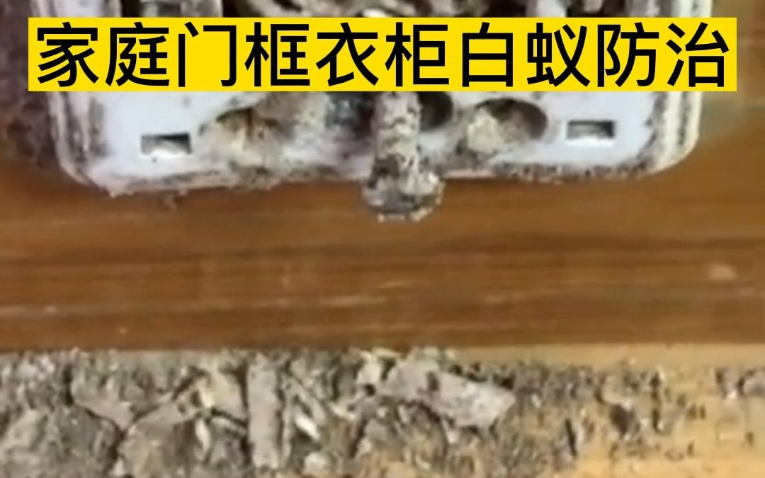 东莞惠州深圳家庭门框衣柜地板上门灭治白蚁防治公司杀灭白蚁除白蚂蚁新房装修预防白蚁防治中心哪家好哔哩哔哩bilibili